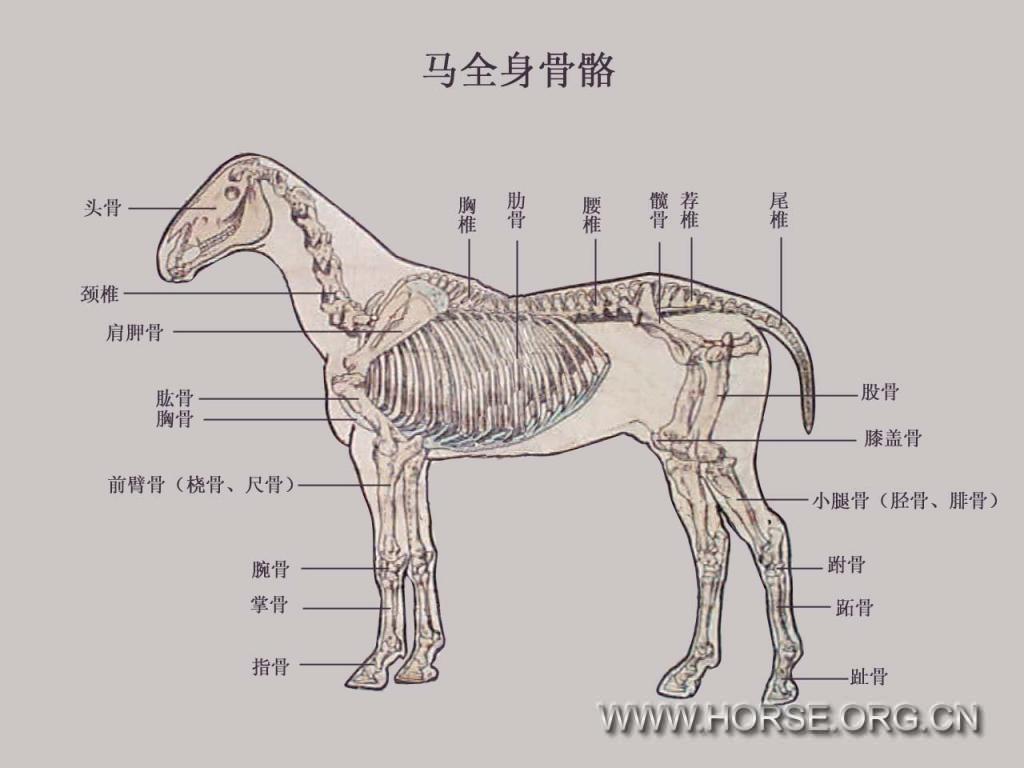03 【马匹结构图】