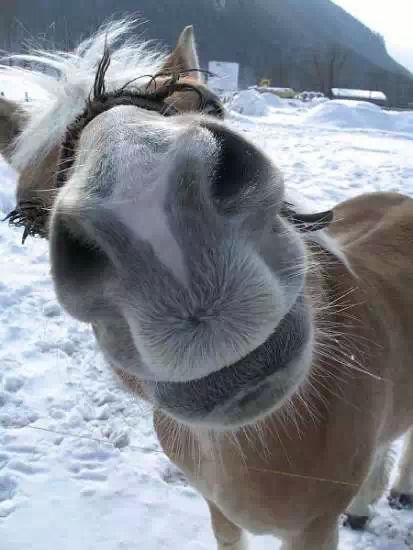 马也是有性格的