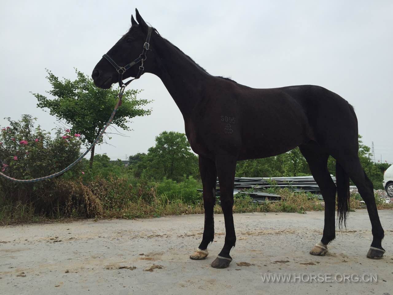 温州地区出售纯血扇马