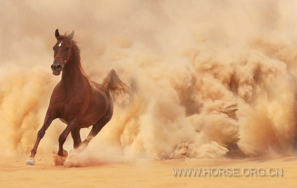 惩罚马匹,有用吗?