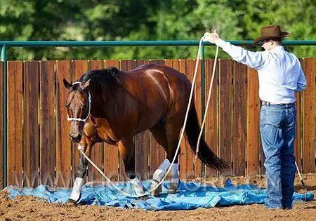 怎样训练一匹小马?