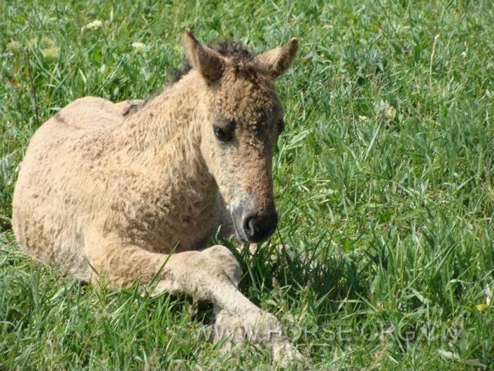 巴什基尔卷毛马