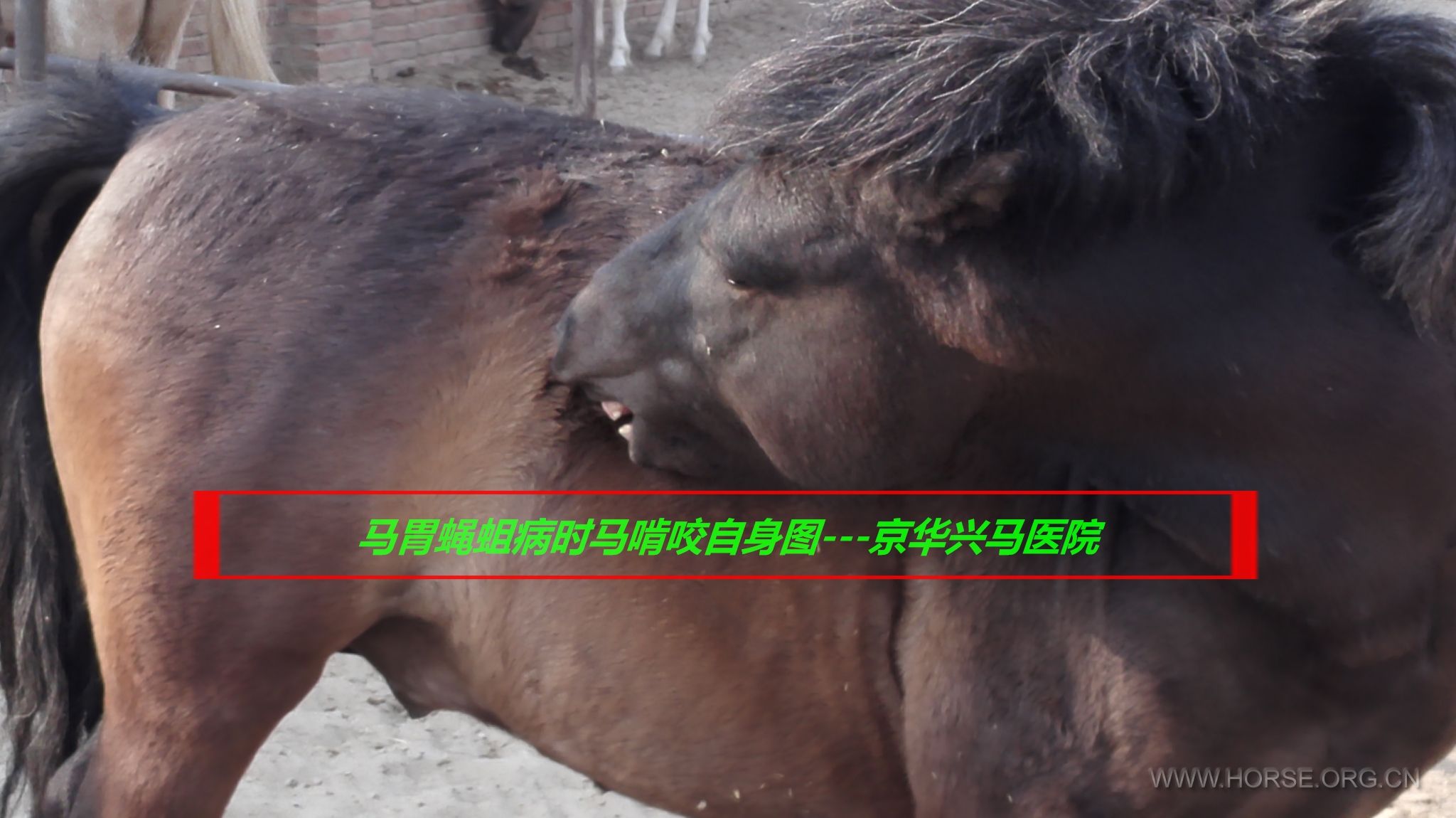 马匹寄生虫之马的尖尾线虫