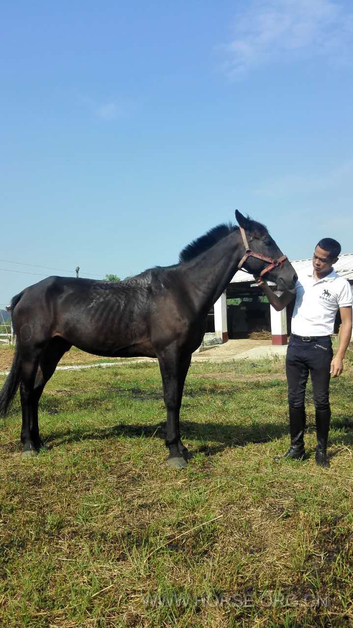 出售马匹,有四匹马出售,2万/匹,电话:12807726196谢先生