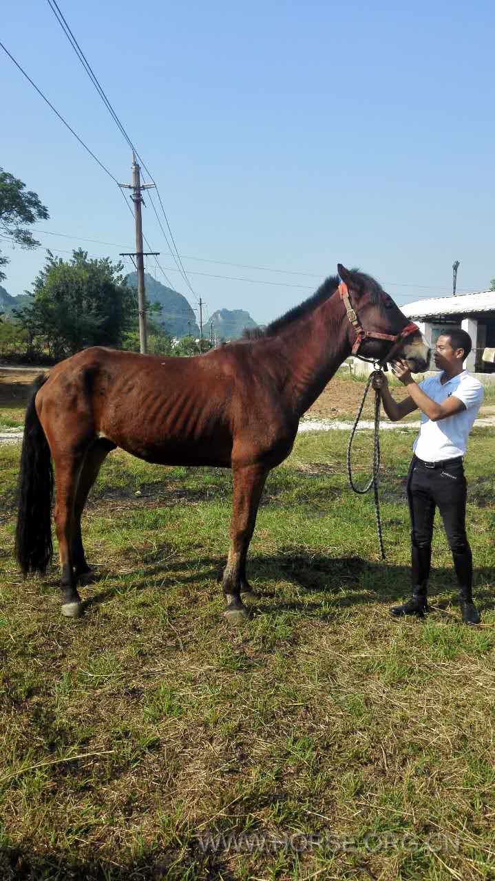 出售马匹,有四匹马出售,2万/匹,电话:12807726196谢先生